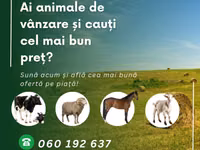 Kuh, Afrikanischer Büffel — Foto 2