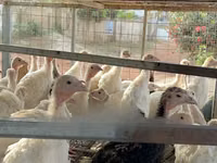 Turkeys — फ़ोटो 3