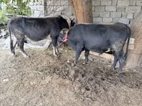 सांड, मवेशी — फ़ोटो 4