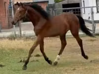 Caballo, Caballos — foto 1