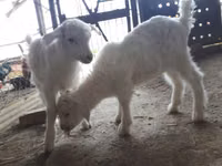 Goats (batch, sex not specified), Saanen goat — photo 2