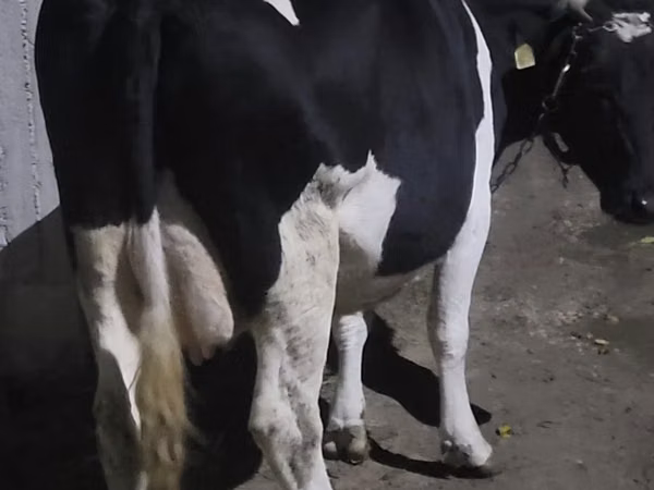 गाय, गोलस्टीन नस्ल