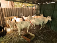 Goats (batch, sex not specified), Pomellata goat — photo 5