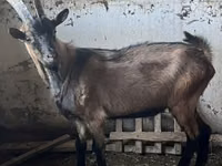 تيس, Oberhasli goats — الصورة 1