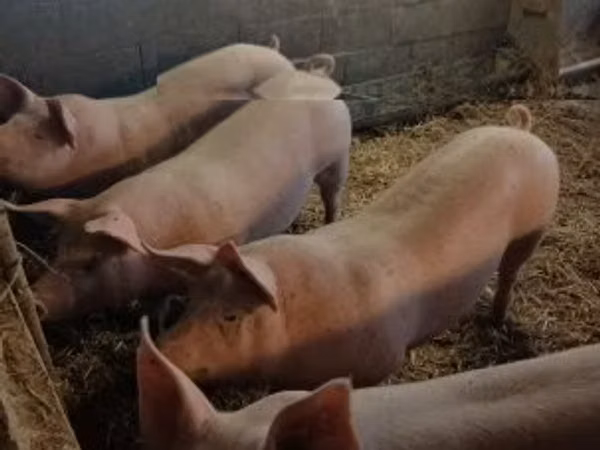 Eber, Schweine