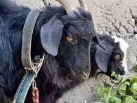 母山羊, Goats — 照片 1