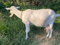 عنزة, Alpine goat — الصورة 2