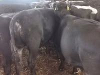 Cattle (batch, sex not specified), Hereford — photo 5