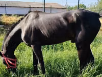 خيول (دفعة، الجنس غير محدد), Hanoverian — الصورة 6