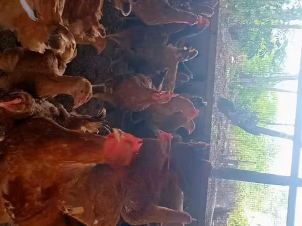 Chickens