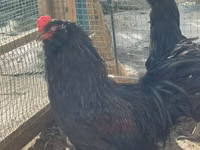 Chickens — फ़ोटो 1