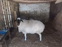Sheep, Afghan Arabi sheep — photo 1