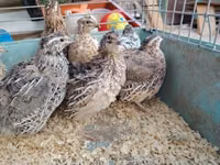 Quails — Foto 4