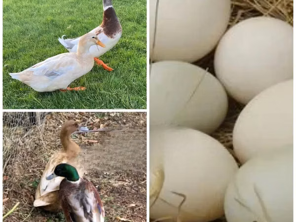 Ducks