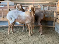 Schaf, Arashan sheep — Foto 6
