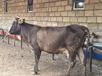 Cow, Cattle — photo 3