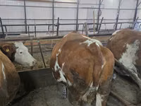Cow, Simmental cattle — photo 5