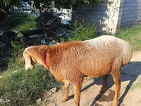 Widder, Agin sheep — Foto 2