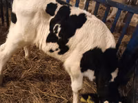 Toro, Russian Black pied cattle — foto 5