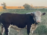 Bulle, Kasachische Weißkopfkuh — Foto 2