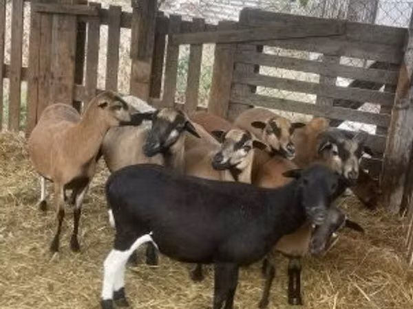 Ram, Cameroon sheep