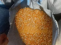 Maize Available for Sale — Foto 1
