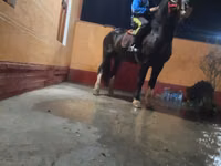 Hengst, Russian warmblood — Foto 1
