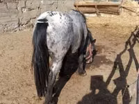 حصان, Appaloosa — الصورة 3
