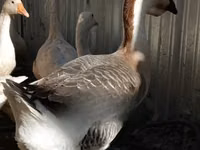Geese — الصورة 2