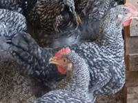 Chickens — Foto 4