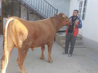 सांड, लिमोज़िन गाय — फ़ोटो 2