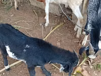 Goats (batch, sex not specified), Goats — photo 6