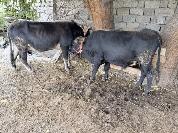 ثور, الماشية