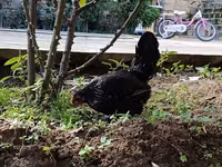Japanisches Bantam — Foto 3