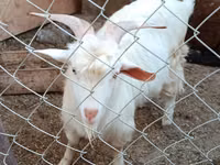Goats (batch, sex not specified), Goats — photo 7