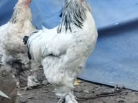 Brahma — Foto 6