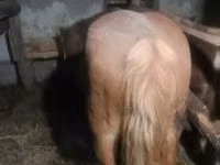 घोड़ी, Haflinger — फ़ोटो 2