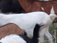 母山羊, Goats — 照片 2