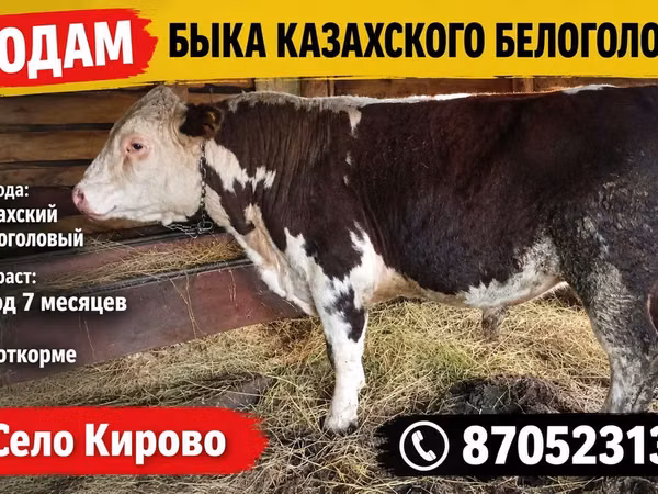 Toro, Cabeza Blanca Ucraniana
