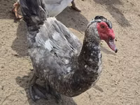 ईस्ट इंडी — फ़ोटो 7