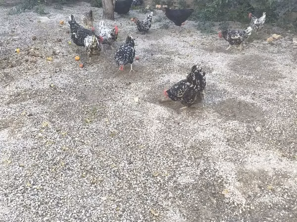 Australorp