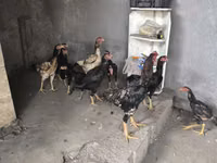 Chickens — photo 3