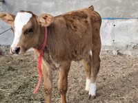 Bull, Simmental cattle — photo 1