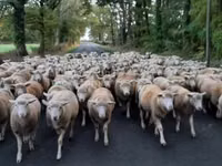 母羊, Ile-de-France sheep — 照片 4