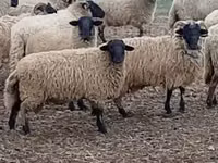 نعجة, Merino sheep — الصورة 4