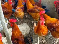 Shamo chickens — photo 3