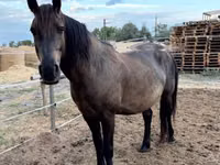 घोड़ा, Hucul pony — फ़ोटो 2