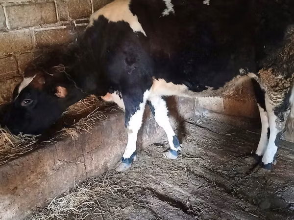 بقرة, Simmental cattle