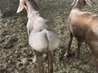 Ram, Sheep — photo 5