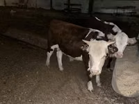 Bull, Kalmyk breed — photo 8